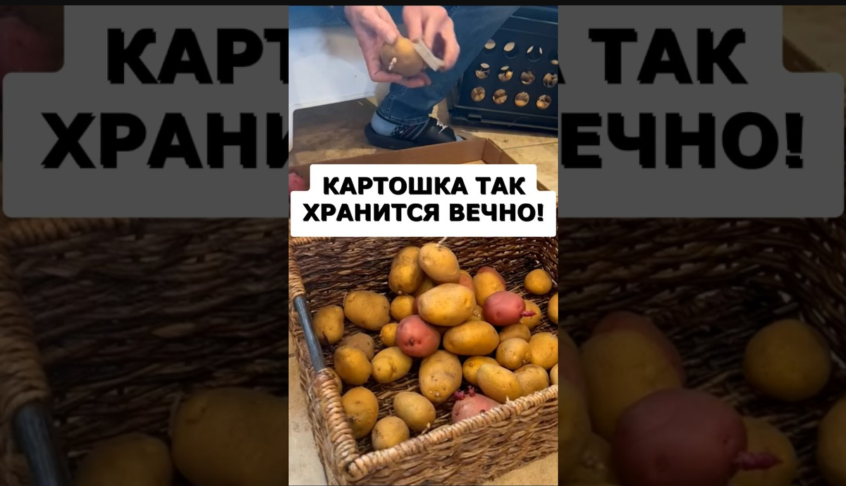 Дача. Сад. Цветы