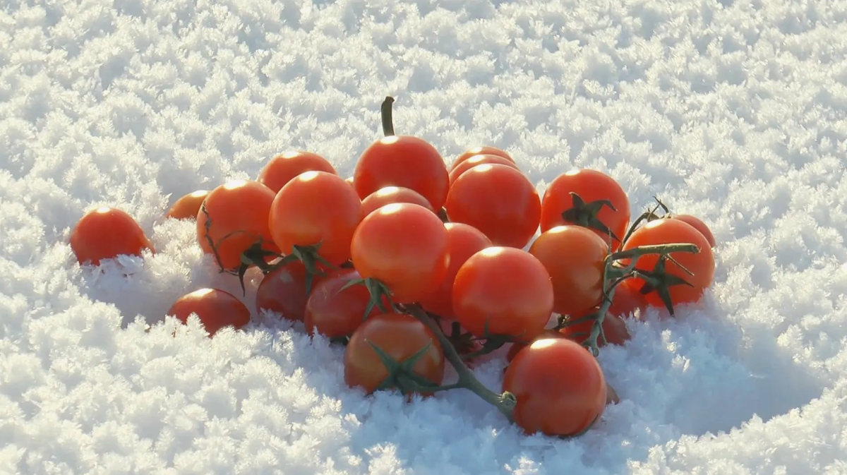 Дача. Сад. Цветы