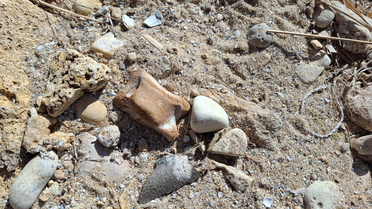 Кость на песке