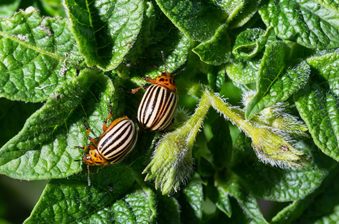 Дача. Сад. Цветы