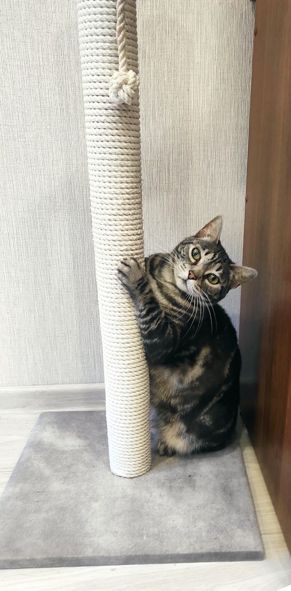 Кассиопея (Кася) 