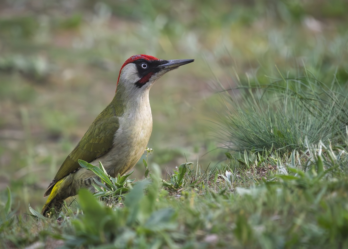 Зелёный дятел