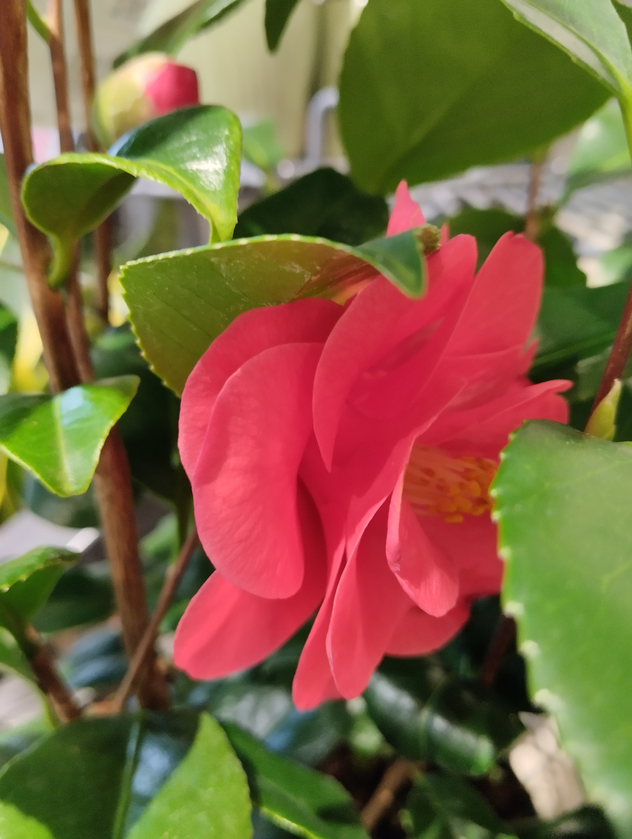 Камелия. Фото автора.