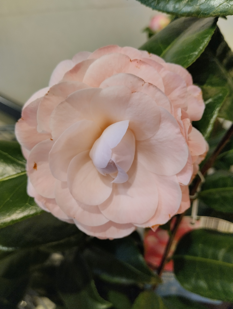 Камелия. Фото автора.