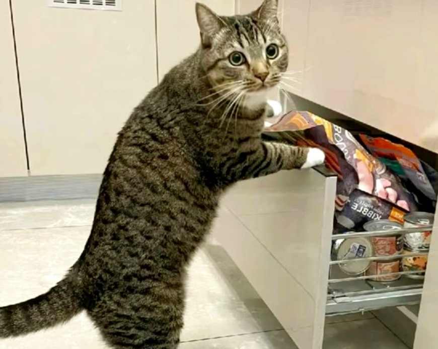 Котики дня -20