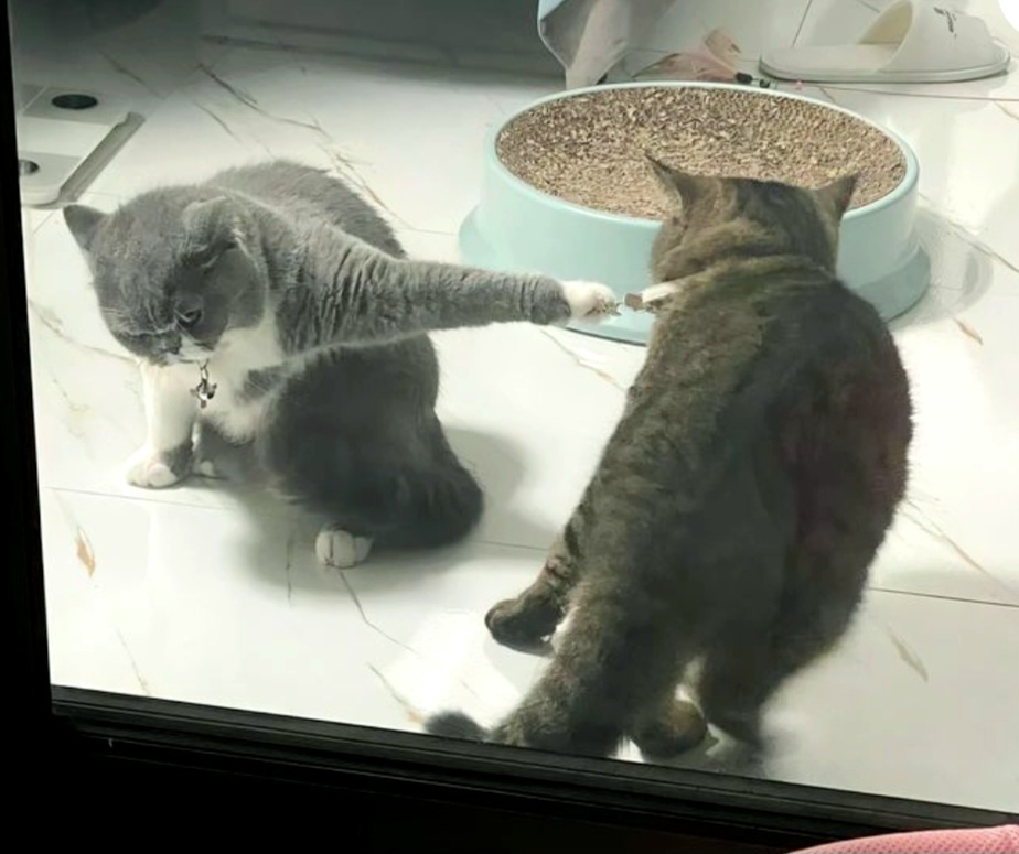Котики дня -23