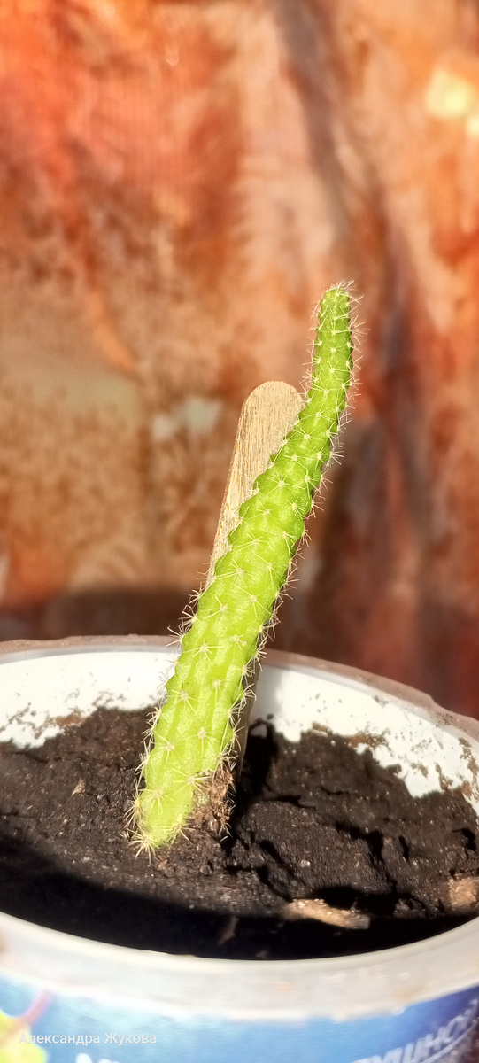 Мой кактусёнок.
