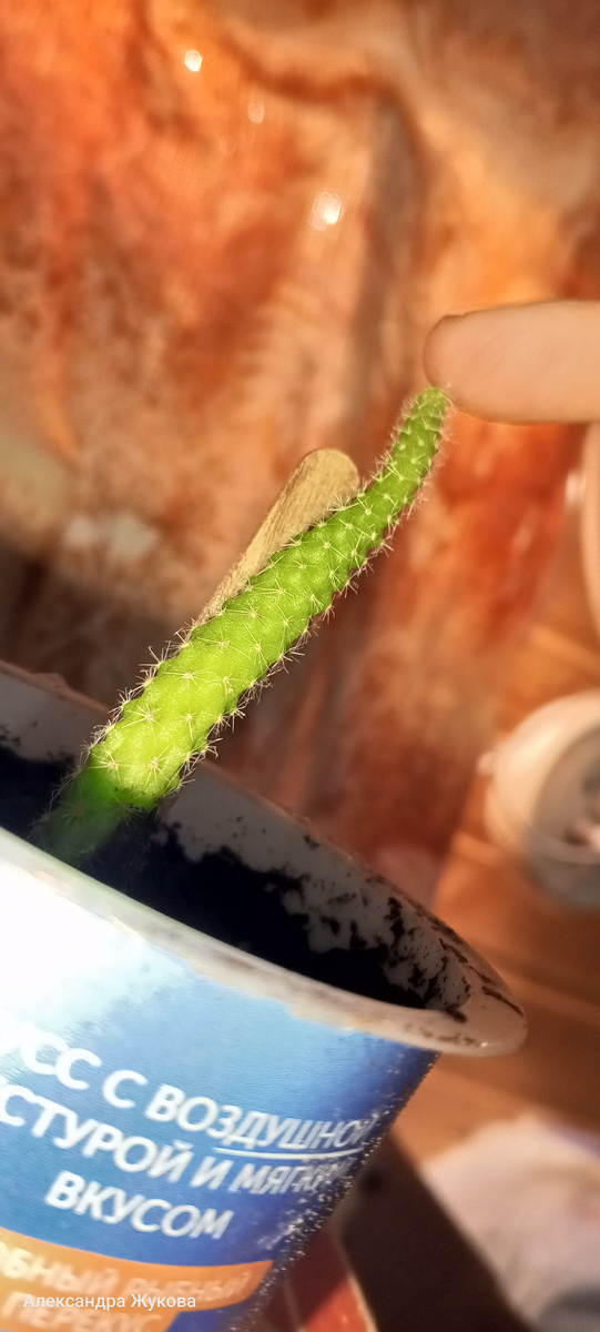 Мой кактусёнок.