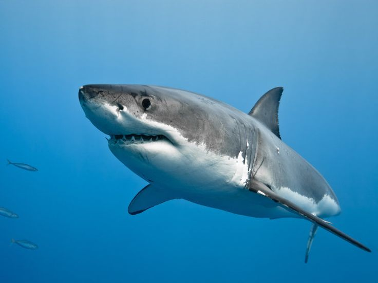 фото взято из https://ru.pinterest.com/pin/great-white-sharks-and-the-thrill-of-unseen-nature--221661612886781527/