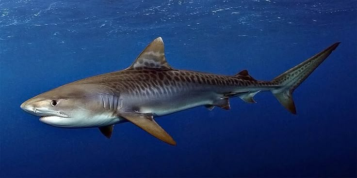 фото взято из https://ru.pinterest.com/pin/tiger-shark-one-of-the-most-dangerous-sharks--728738783481282015/