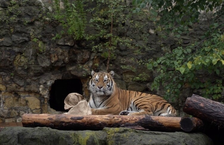    Фото: пресс-служба Московского зоопарка Игорь Бережной