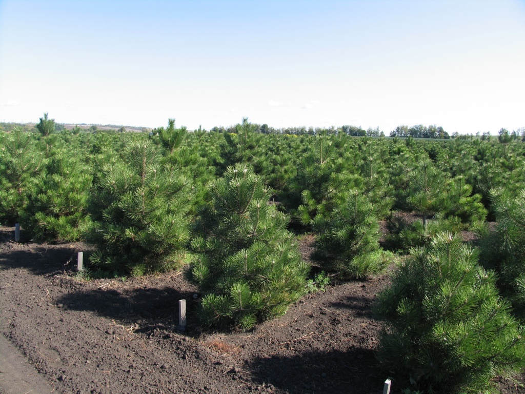 Правообладатель данного изображения: Яндекс Картинки