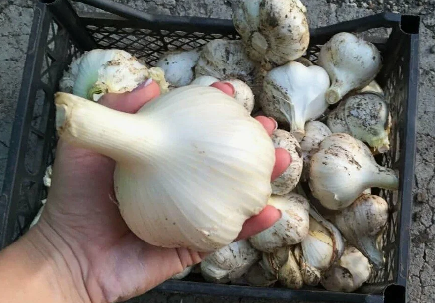 Крупный чеснок