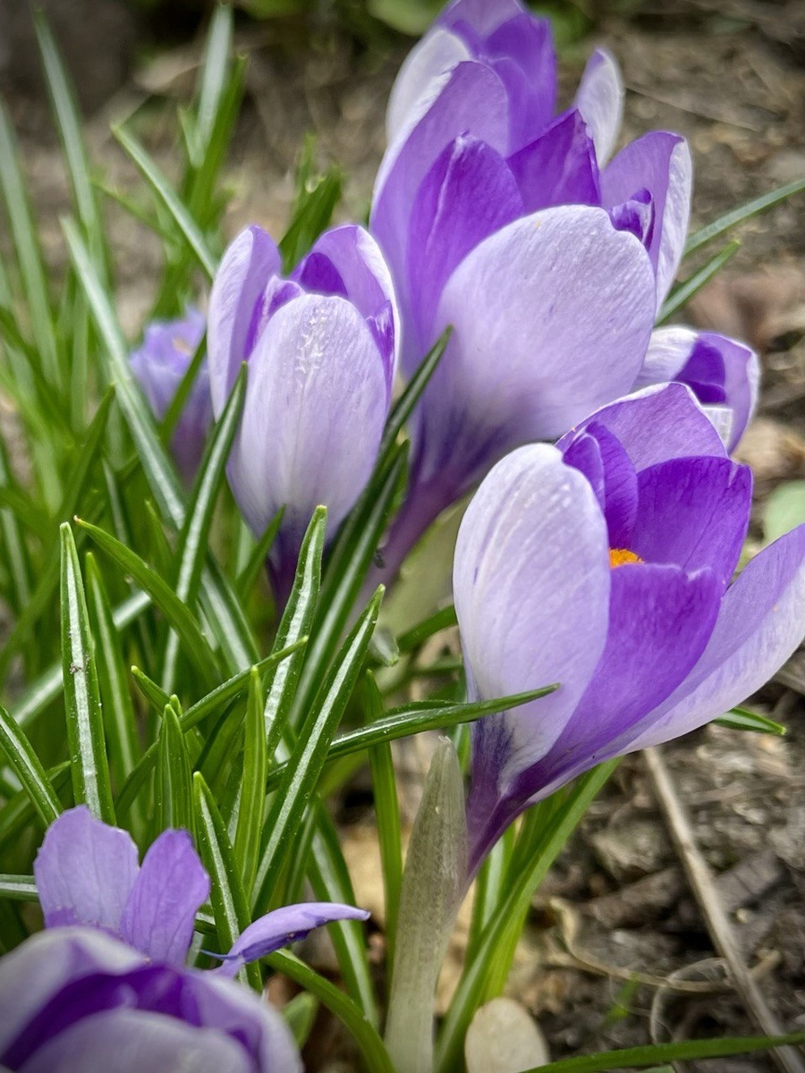 фото автора, весна 2024г