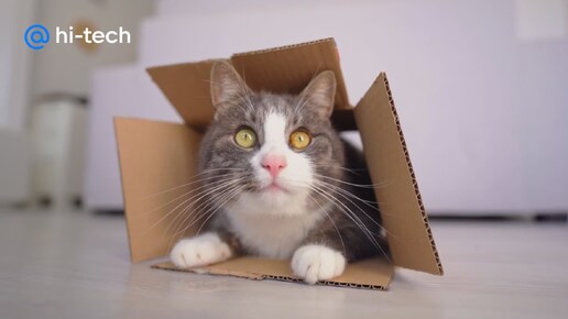? Почему кошки так любят коробки | Hi-Tech Mail