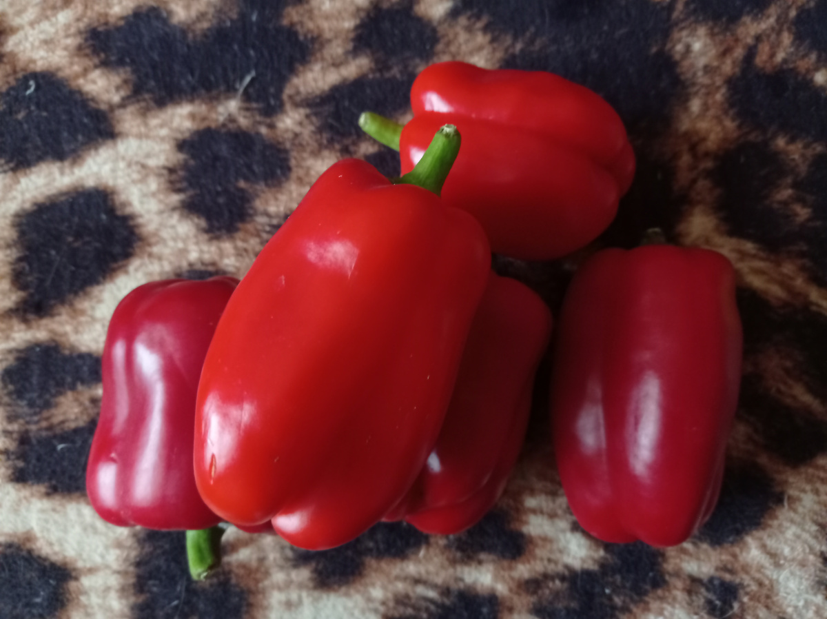 Вот такие перчики были у сорта Агаповский