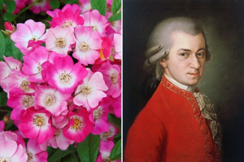 Портрет Моцарта,  Барбара Крафт (Источник Отто Эрих – Википедия)