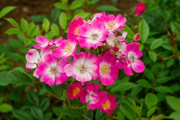 Фото Bioland Rosenschule Ruf