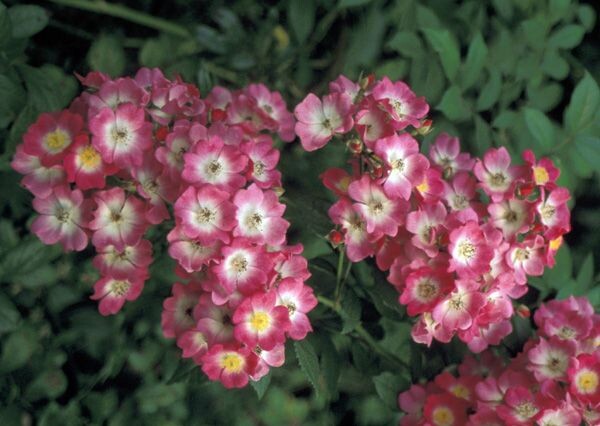 Фото Bioland Rosenschule Ruf