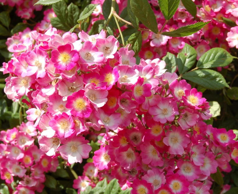 Фото Promise of Flowers 