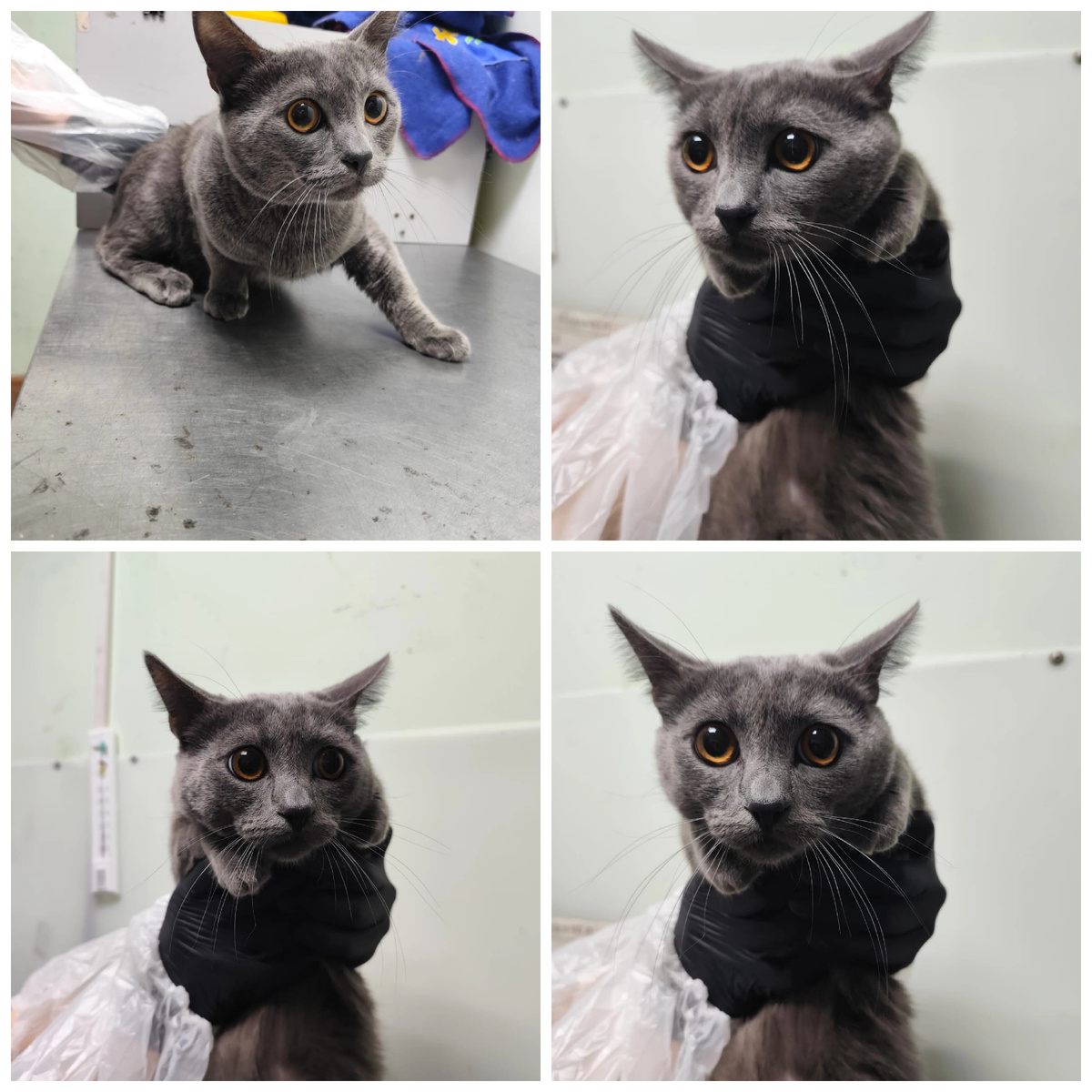 Найден на дачном участке. Невероятной красоты котик.