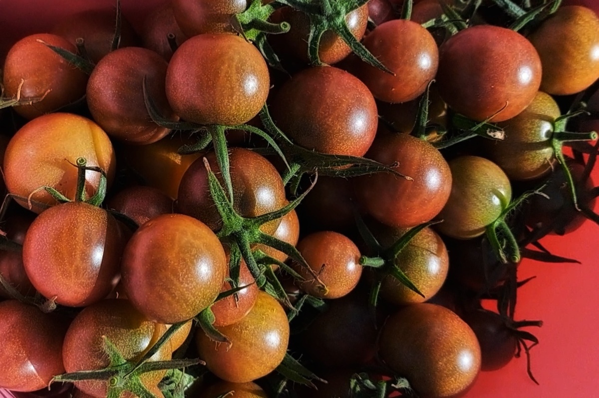 Томат Блэк черри