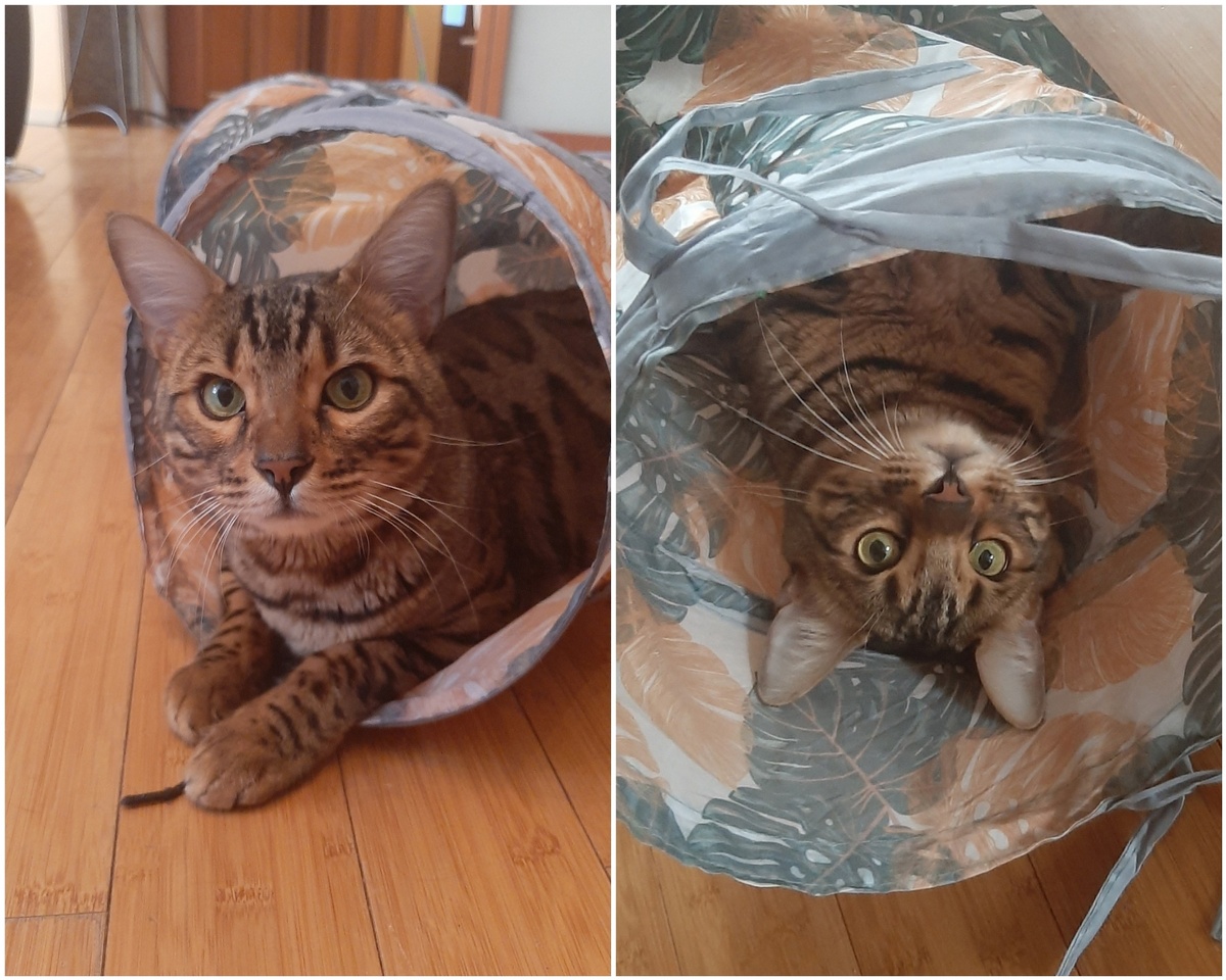 Котик, с которым сидела