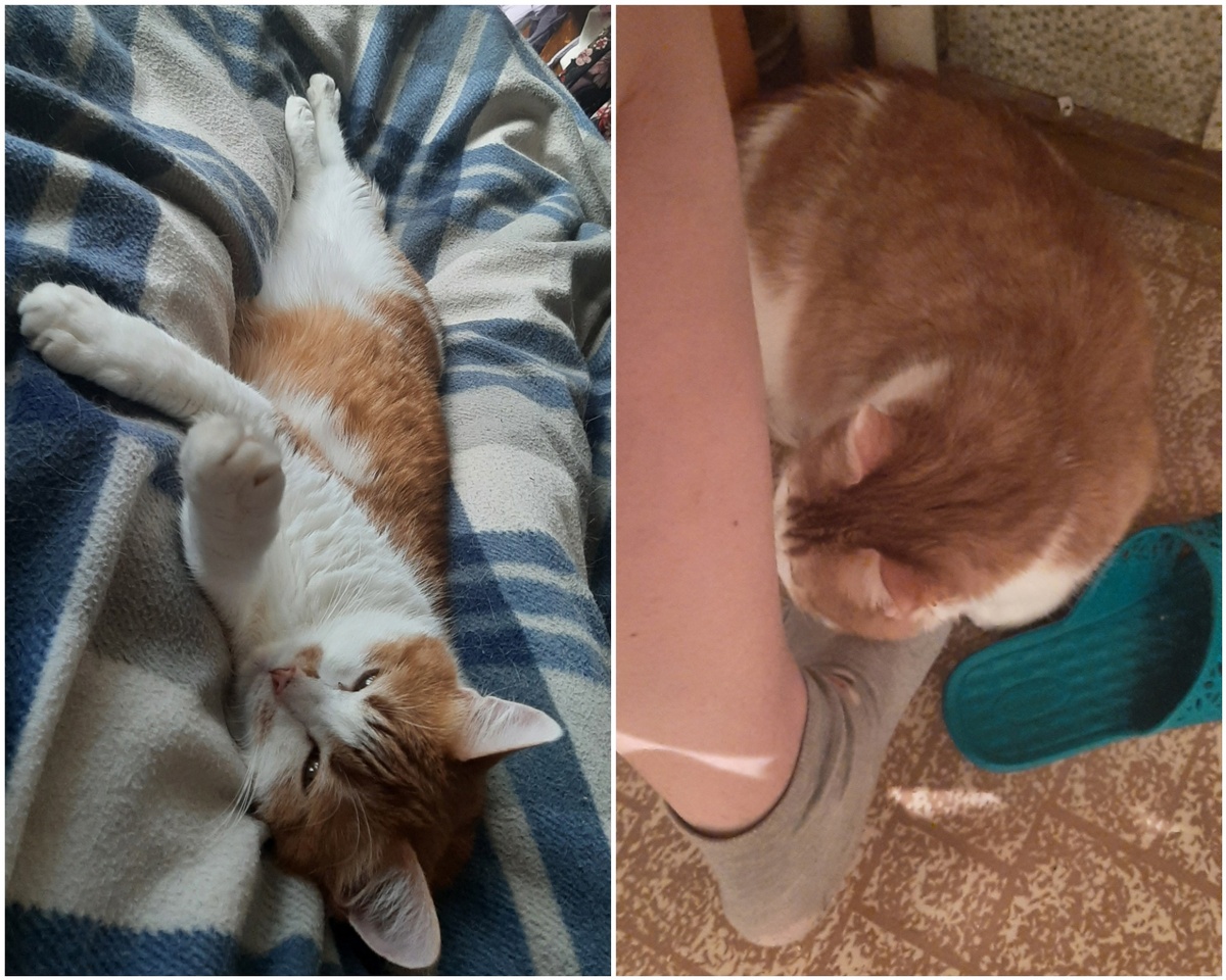 Моя (на втором фото устала ждать, пока я пойду спать)