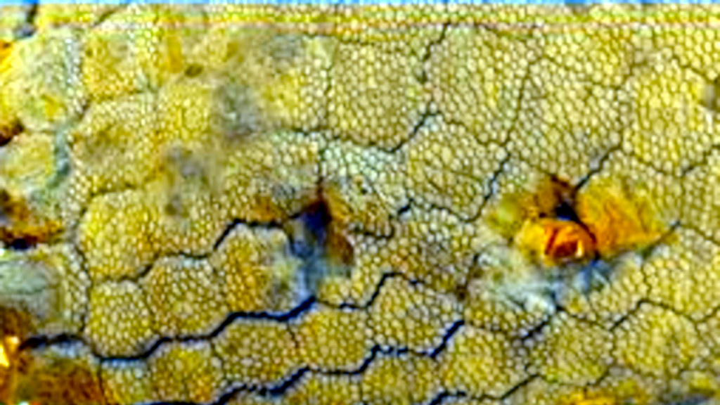 На панцирях попадались как выбитые пластины...