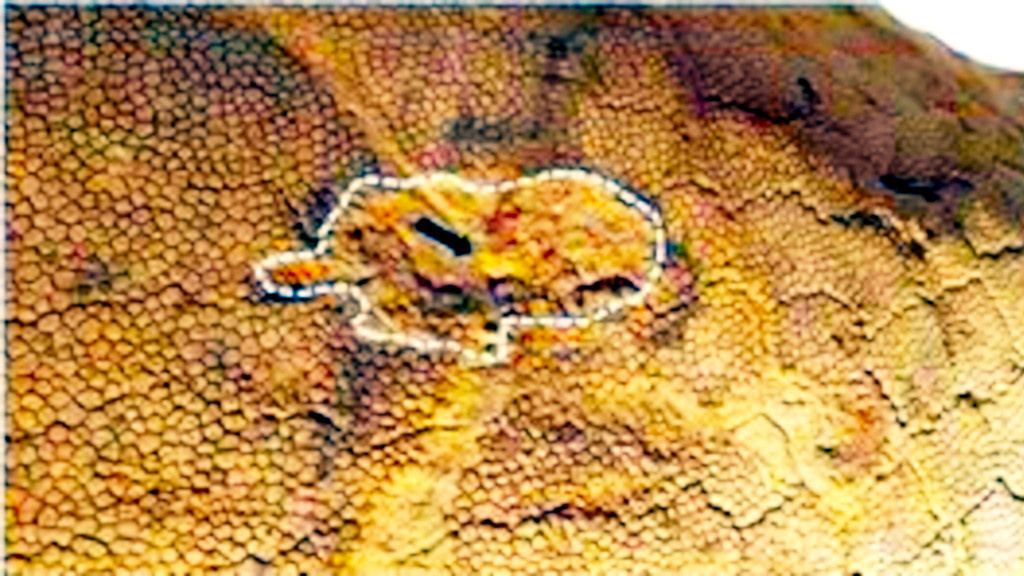 Так и сросшиеся.