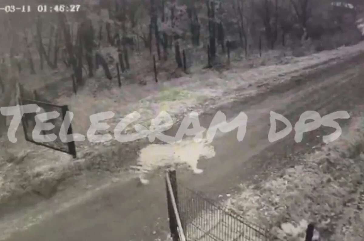    Тигр унёс собаку с территории больницы в селе Светлояровка в Приморье