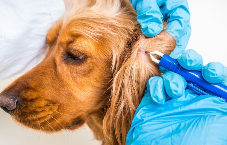    Shutterstock/FOTODOM