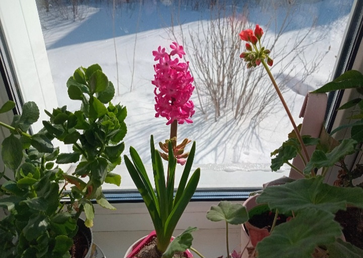 Гиацинт распустился