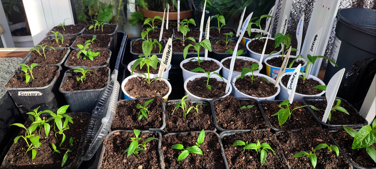 Надеюсь эта пакость не сильно успела навредить моим перцам