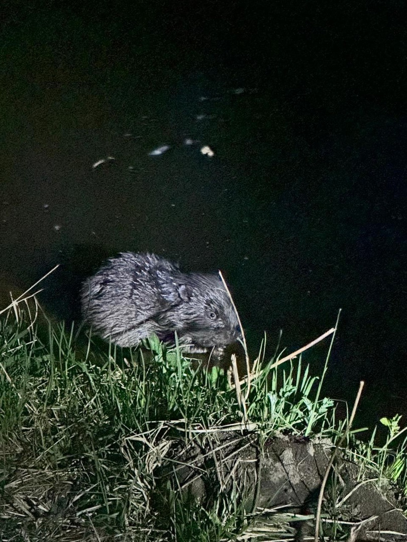     Жительницу Лесосибирска покусал бобр