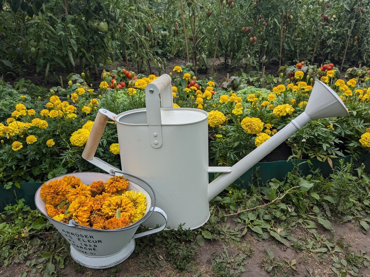 Бархатцы - неотъемлемая часть моего огорода