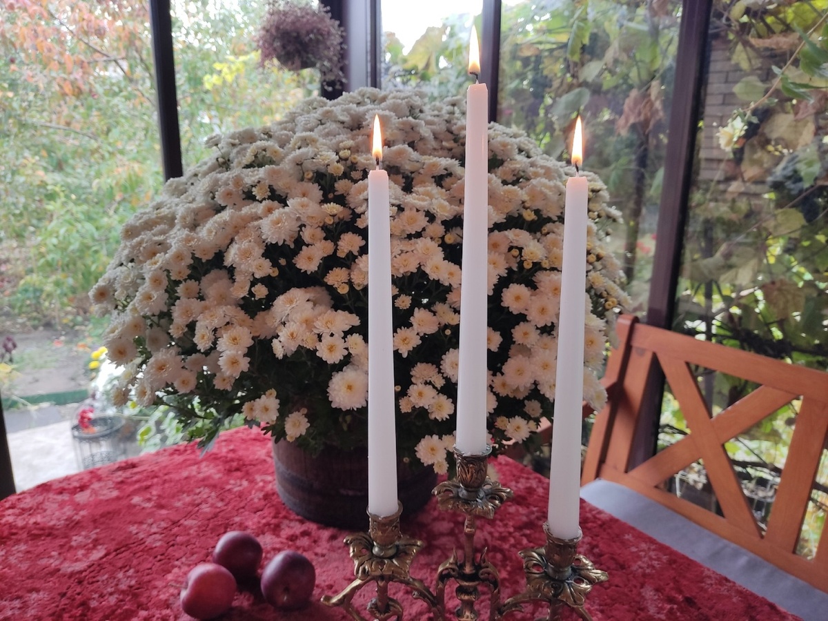 Хризантема мультифлора, сорт Branbeach White