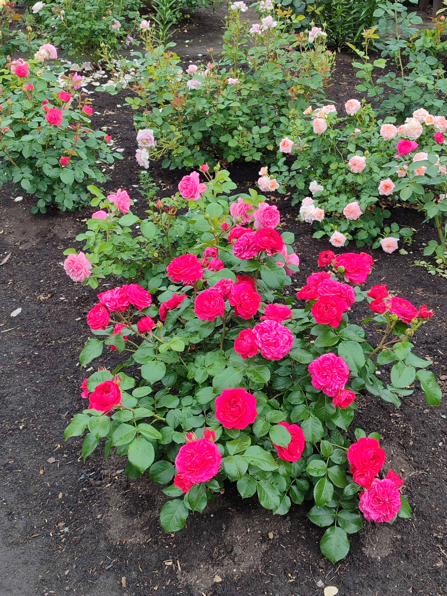 Ред Леонардо да Винчи, первая волна