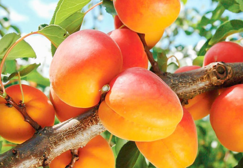 16 лучших сортов абрикосов для весенней посадки