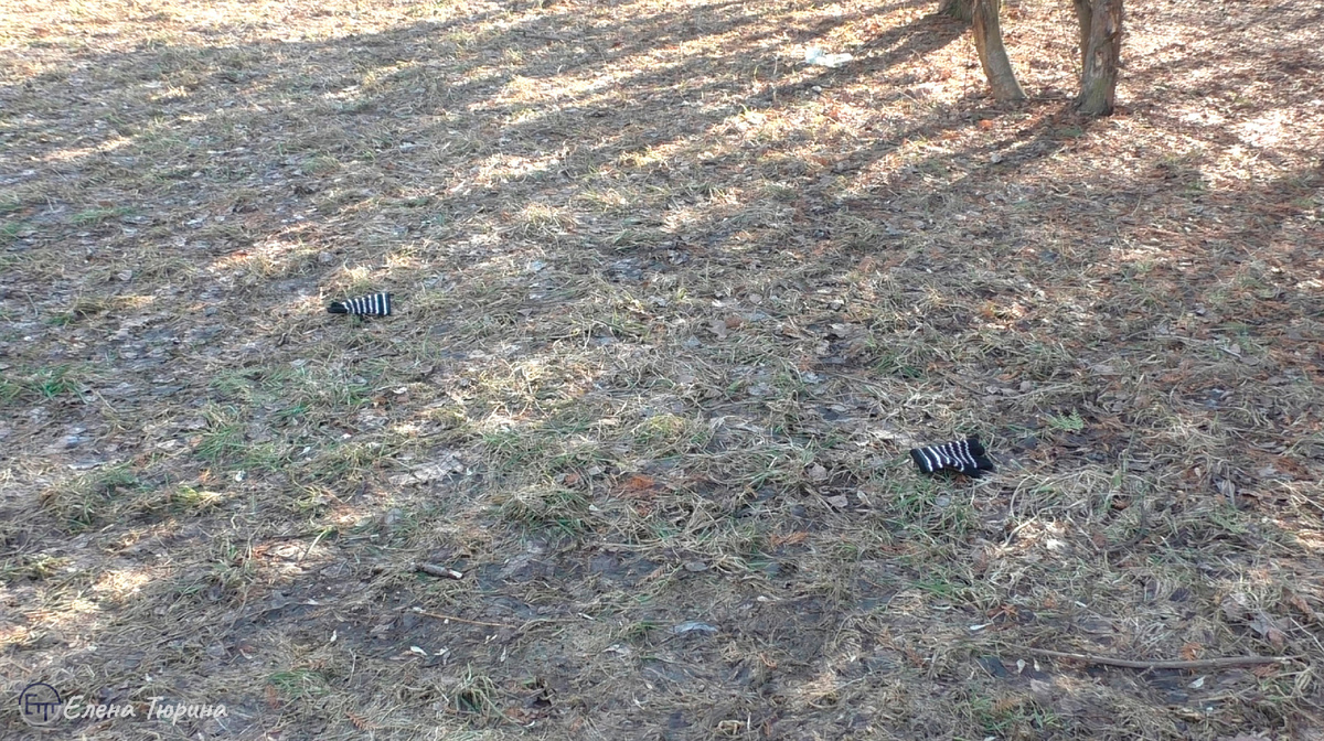 Фото: Елены Тюриной. Весна пришла. Кусково. Март 2025 г.