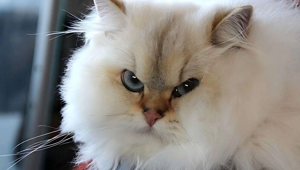     Источник: 1MI