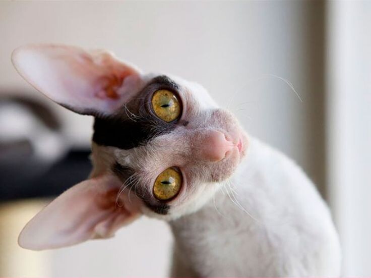 Фото: in.pinterest.com