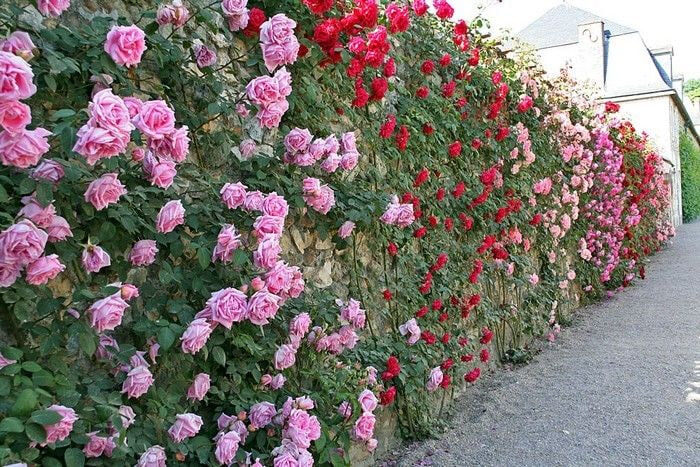 Все сорта роз можно купить в нашем интернет магазин – rozarium.biz