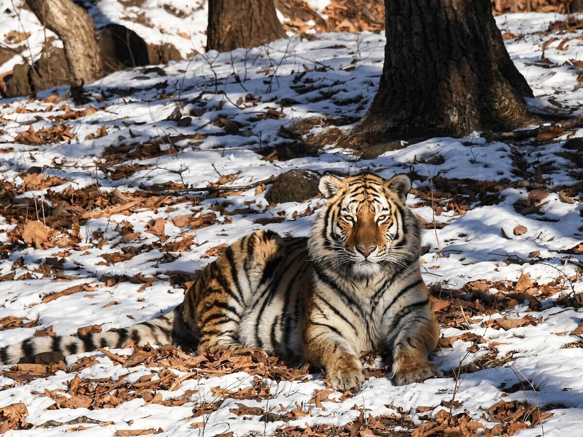    Амурский тигр в Приморском сафари-парке© РИА Новости / Виталий Аньков