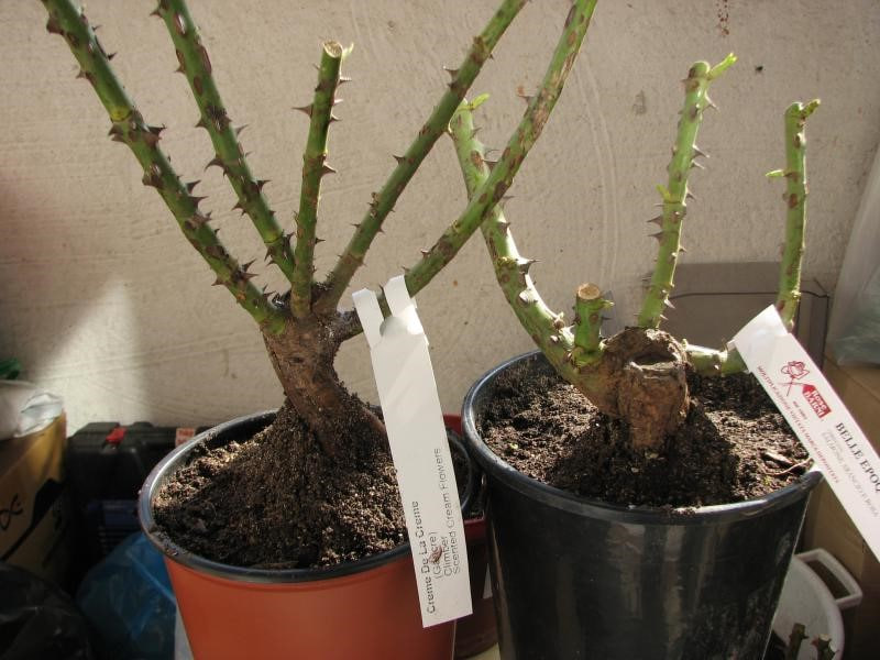 издевательство над розами,  до того момента как ее можно будет высадить в грунт, роза отдаст всю влагу, и приживется такая роза плохо, если вообще приживется