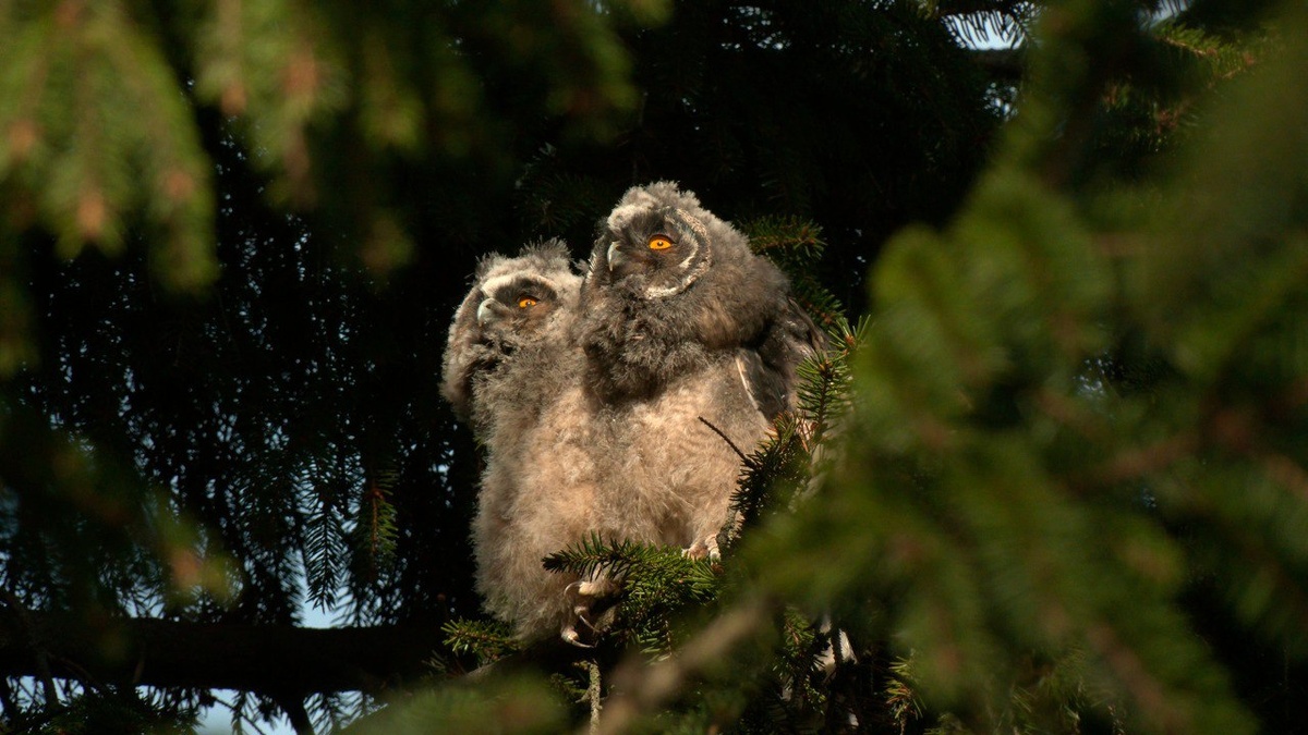    Фото: Telegram-канал биолога Павла Глазкова «Каждой твари по паре»