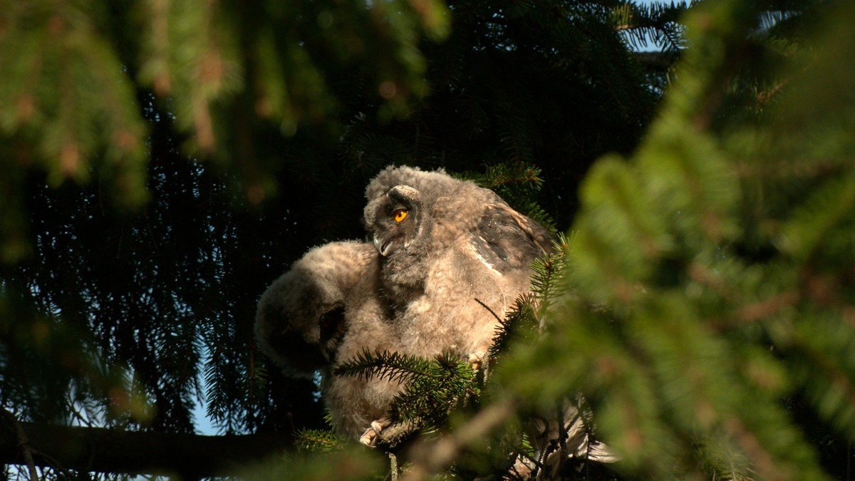    Фото: Telegram-канал биолога Павла Глазкова «Каждой твари по паре»