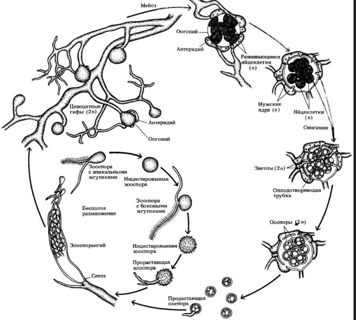 Вот какой круговорот размножения - спасения нет!