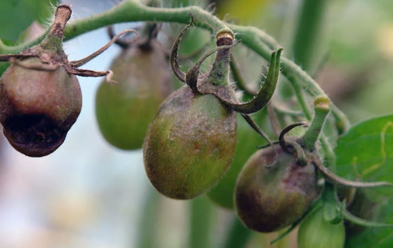 25 способов избавиться от фитофторы в теплице и ОГ