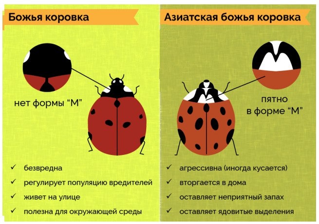 Арлекинами называют азиатскую божью коровку 